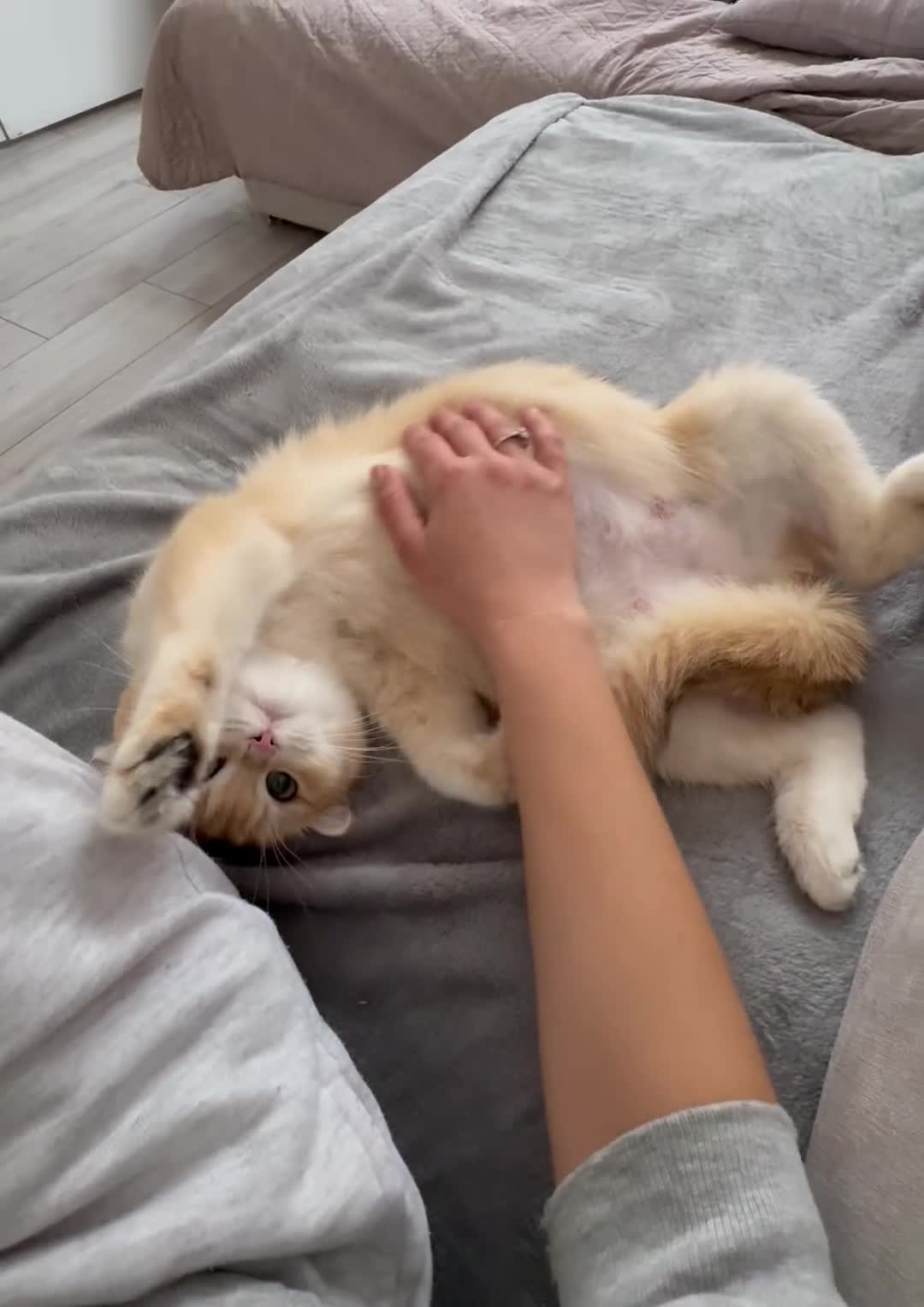 British Shorthair cats for sale: Active registered golden British shorthair queen - Video 2