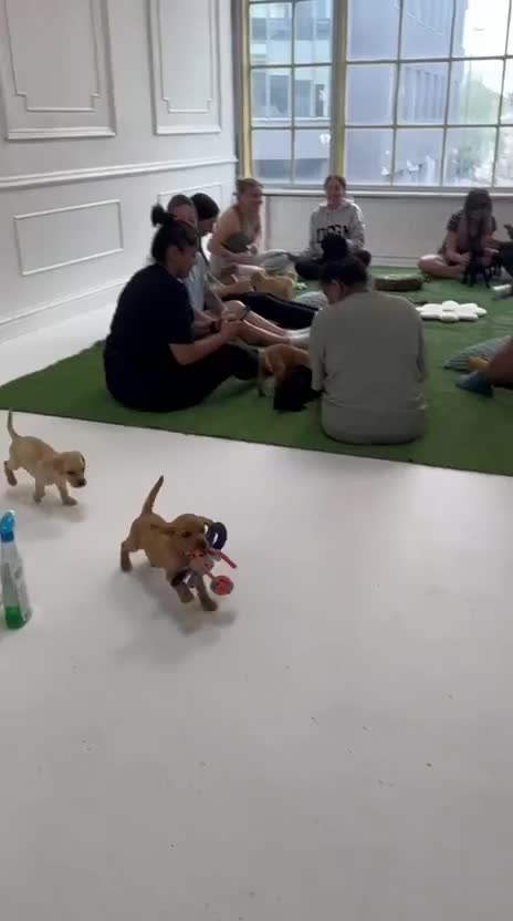 Labrador Retriever dogs for sale: Labrador Puppies ready for their forever homes in Walton-on-Thames - Video 1