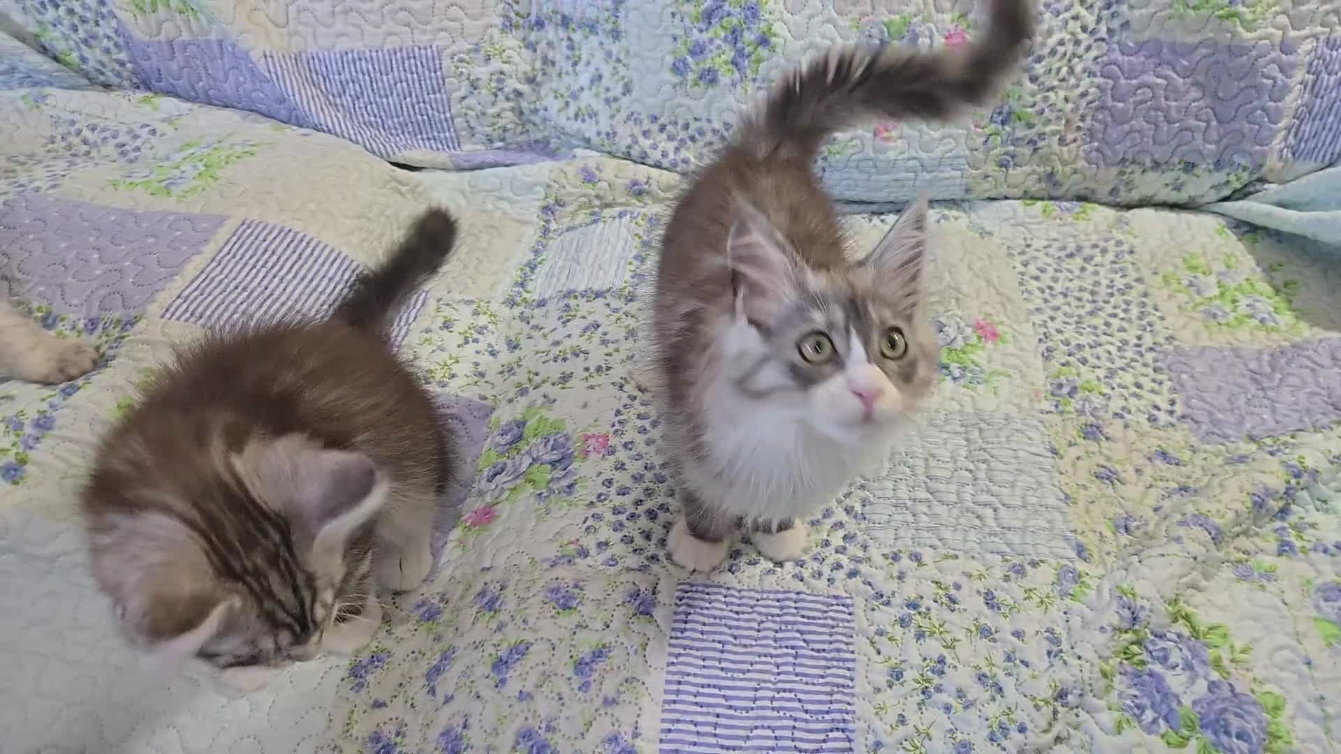 Maine Coon cats for sale: Beautiful playful Maine Coon kittens  - Video 1