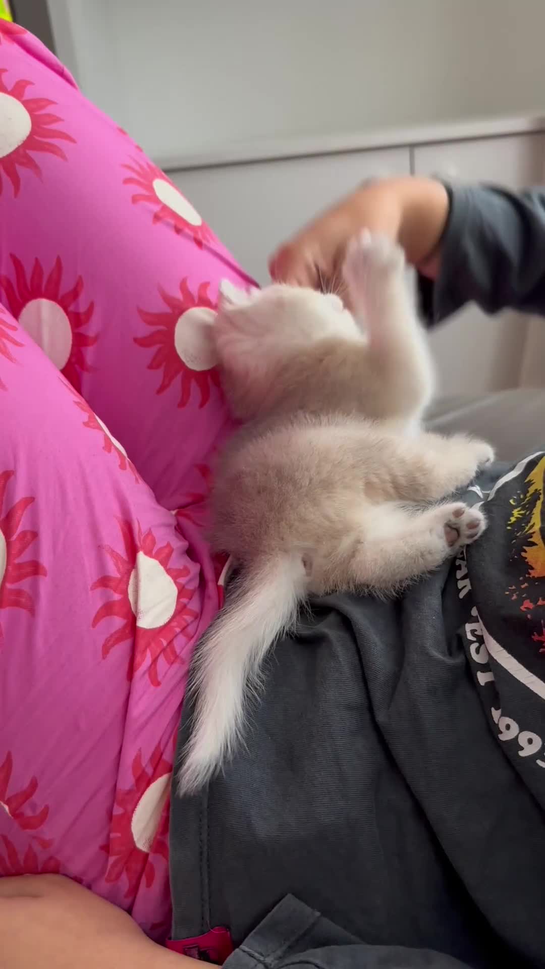 British Shorthair cats for sale: British Shorthair Golden kitten GCCF - Video 3