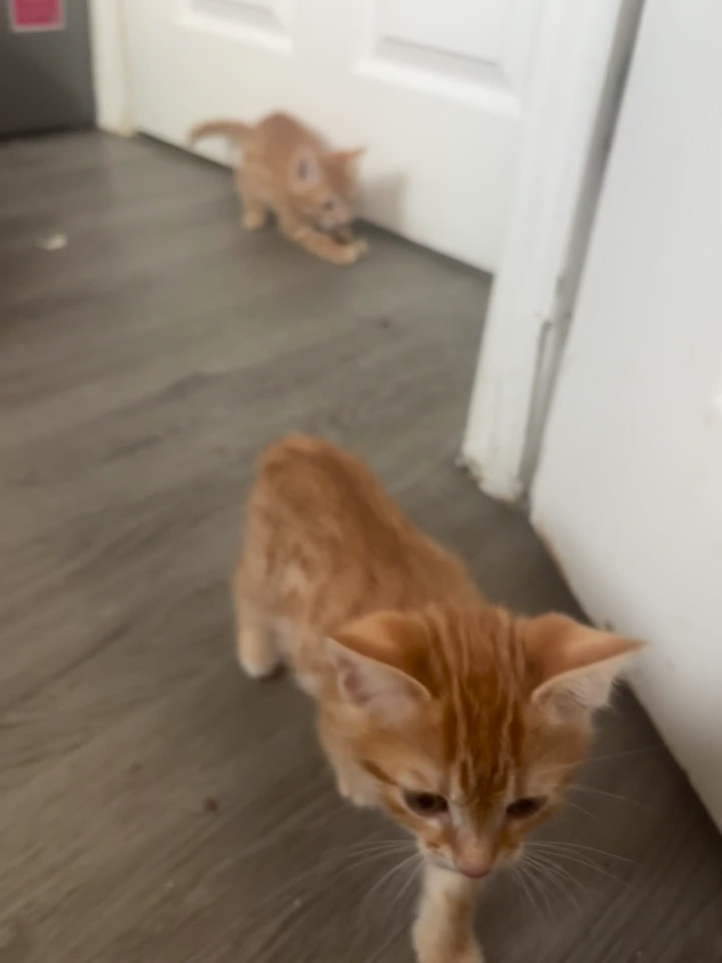 Bengal cats for sale: 9 week old kittens for sale - Video 1