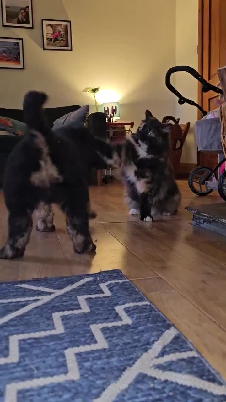 Bernedoodle dogs for sale: Exceptional Quality ❤️ Health tested  - Video 2