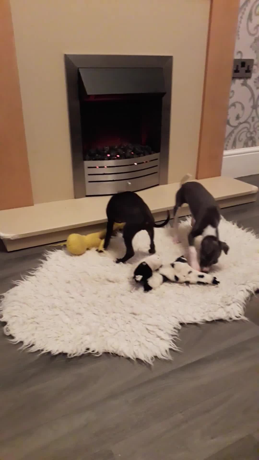 Italian Greyhound dogs for sale: Beautiful boy gorgeous girl Italian greyhounds  in Bradford - Video 1