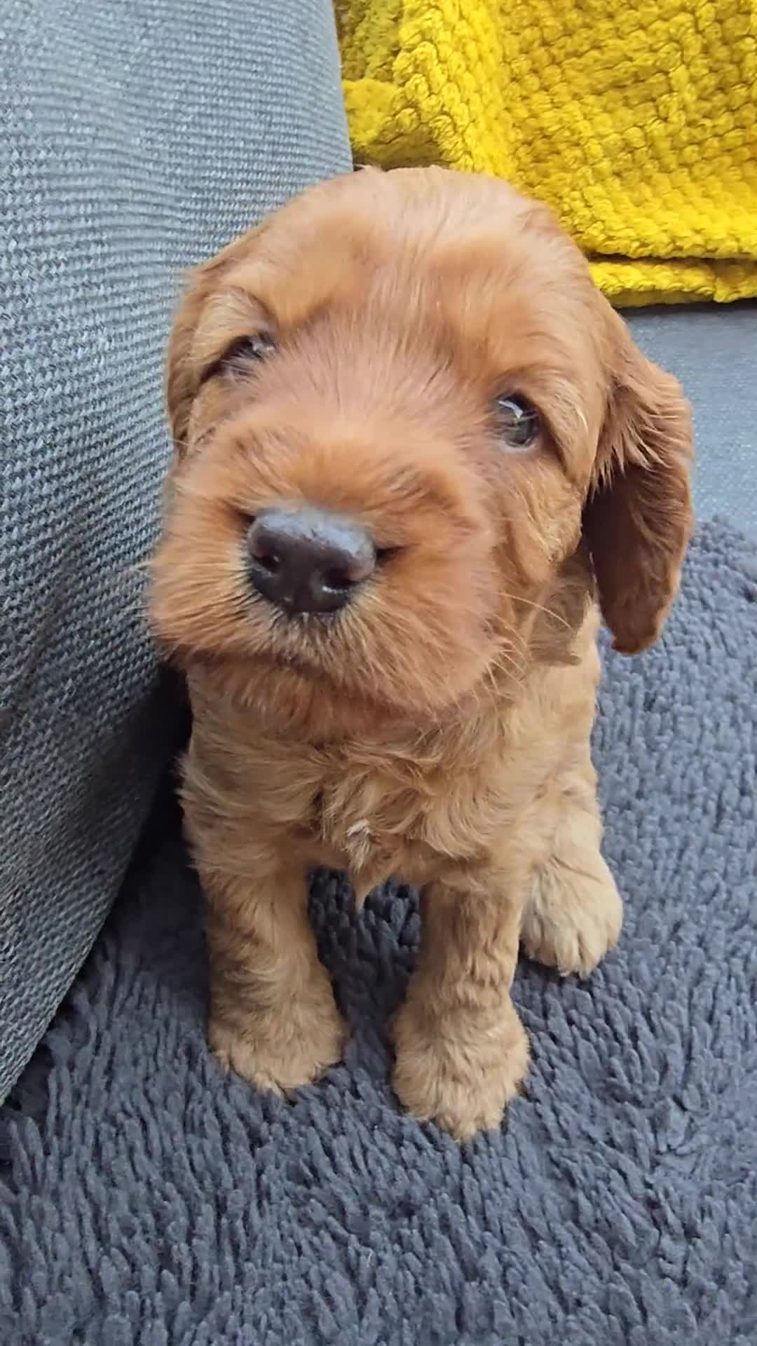 Cockapoo dogs for sale: Cockapoo Puppy Girl Ready Next Week Health Test  - Video 3