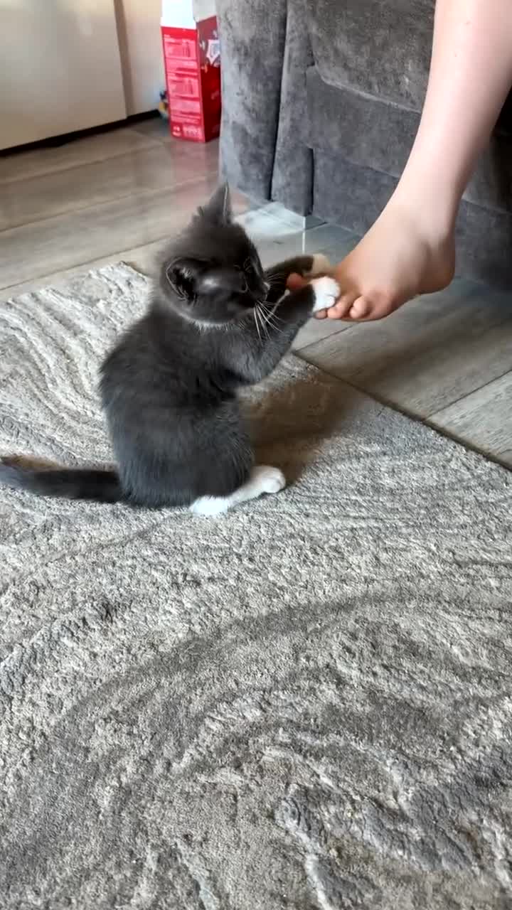 Ragdoll cats for sale: Tinkerbell  in Pontypridd - Video 1