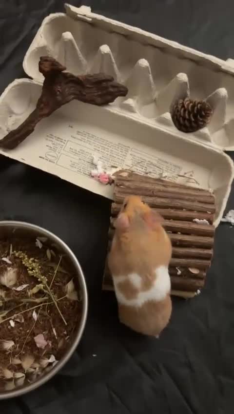 Hamster rodents for sale: My little syrian hamster needs a new home in Glasgow - Video 1