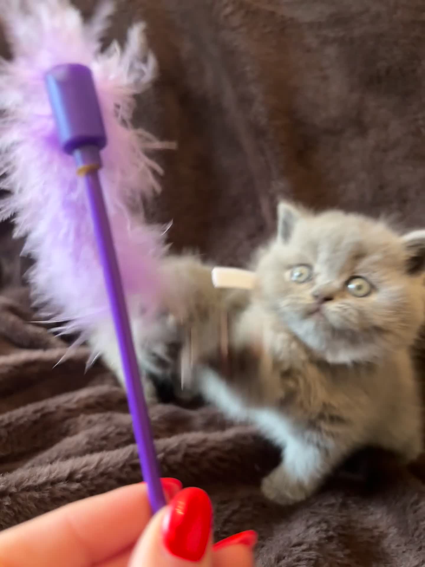 British Shorthair cats for sale: Beautiful chubby BSH - Video 1