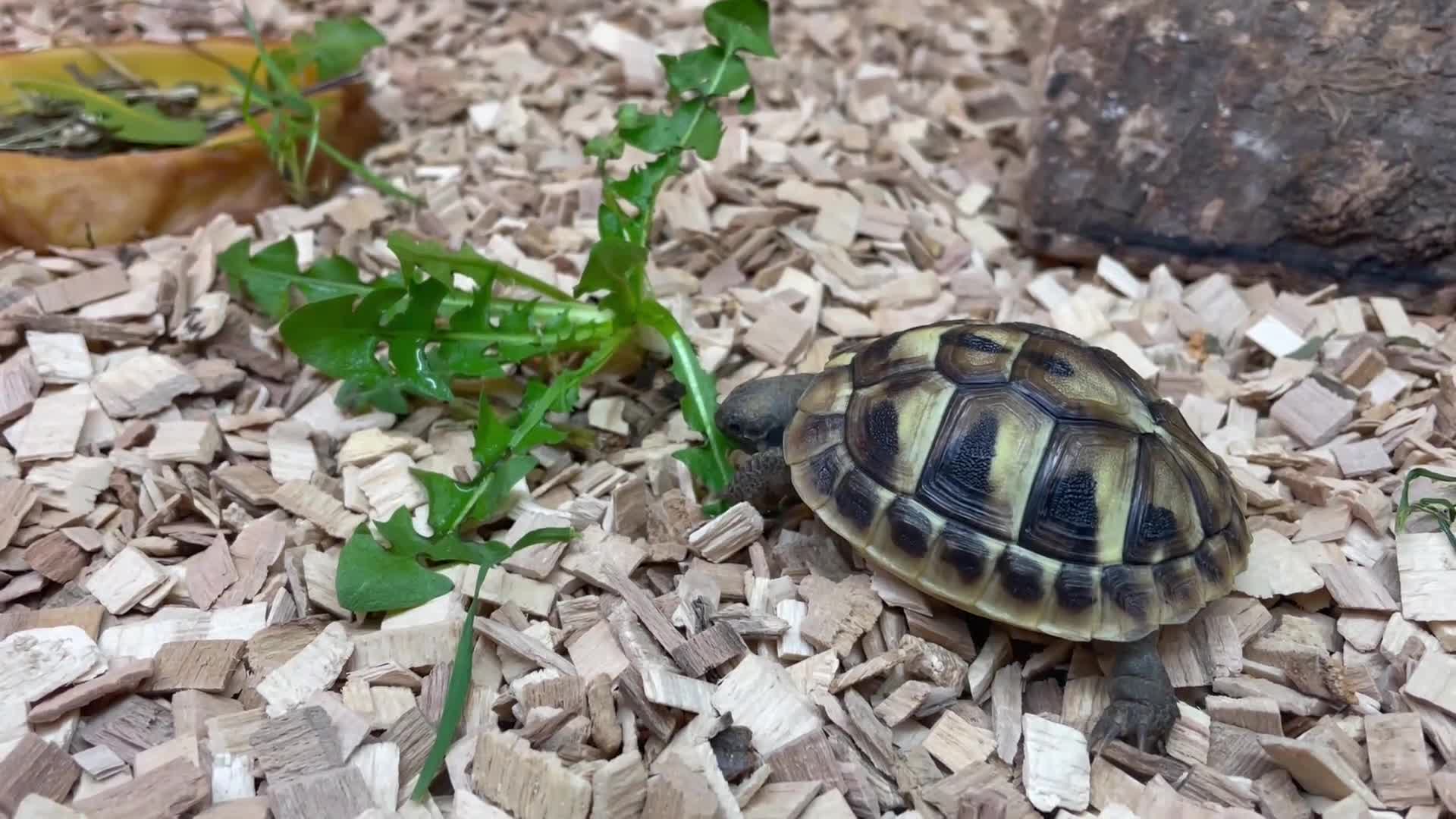 Hermann Tortoise reptiles for sale: 2 hermann tortoises and set up need new home - Video 1