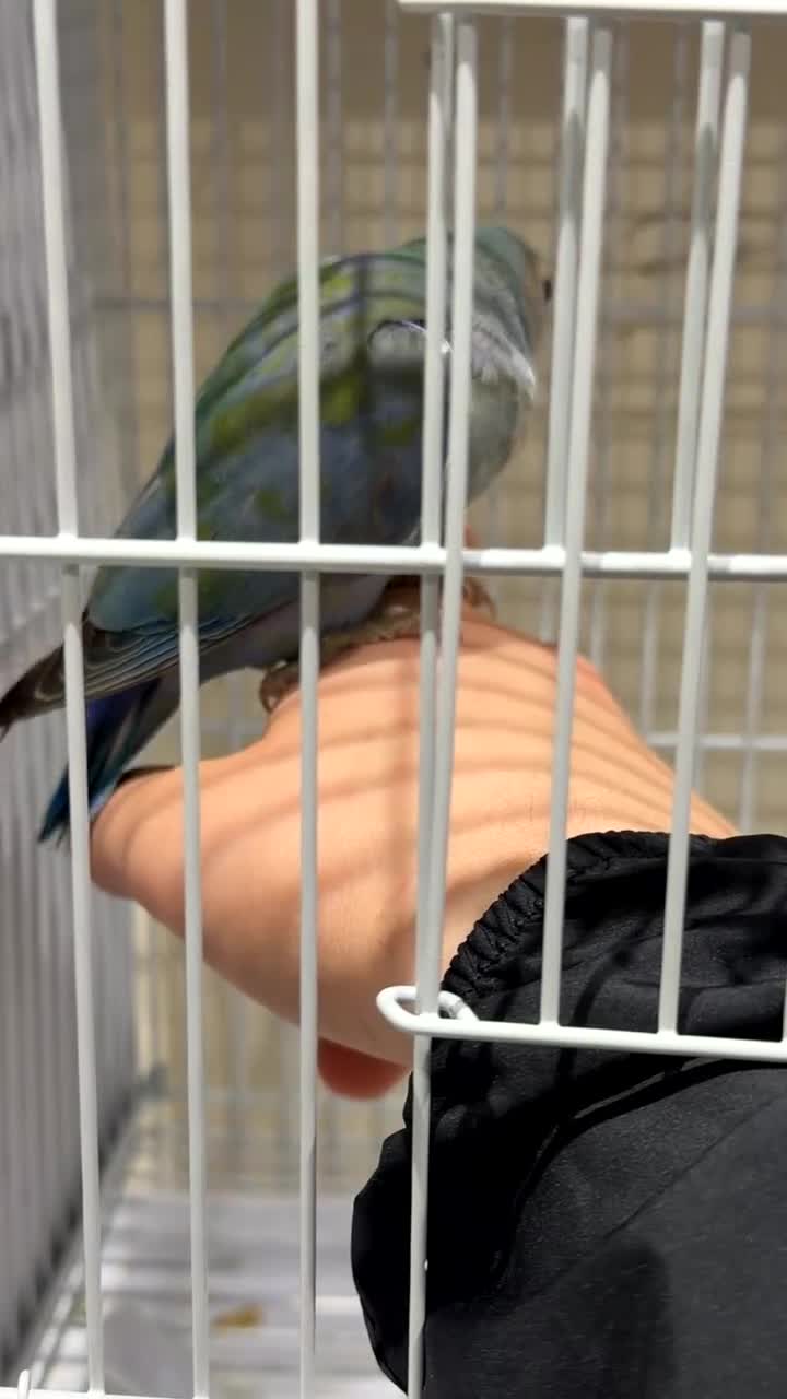 Lovebirds birds for sale: X2 lovebirds (bonded pair) - Video 1