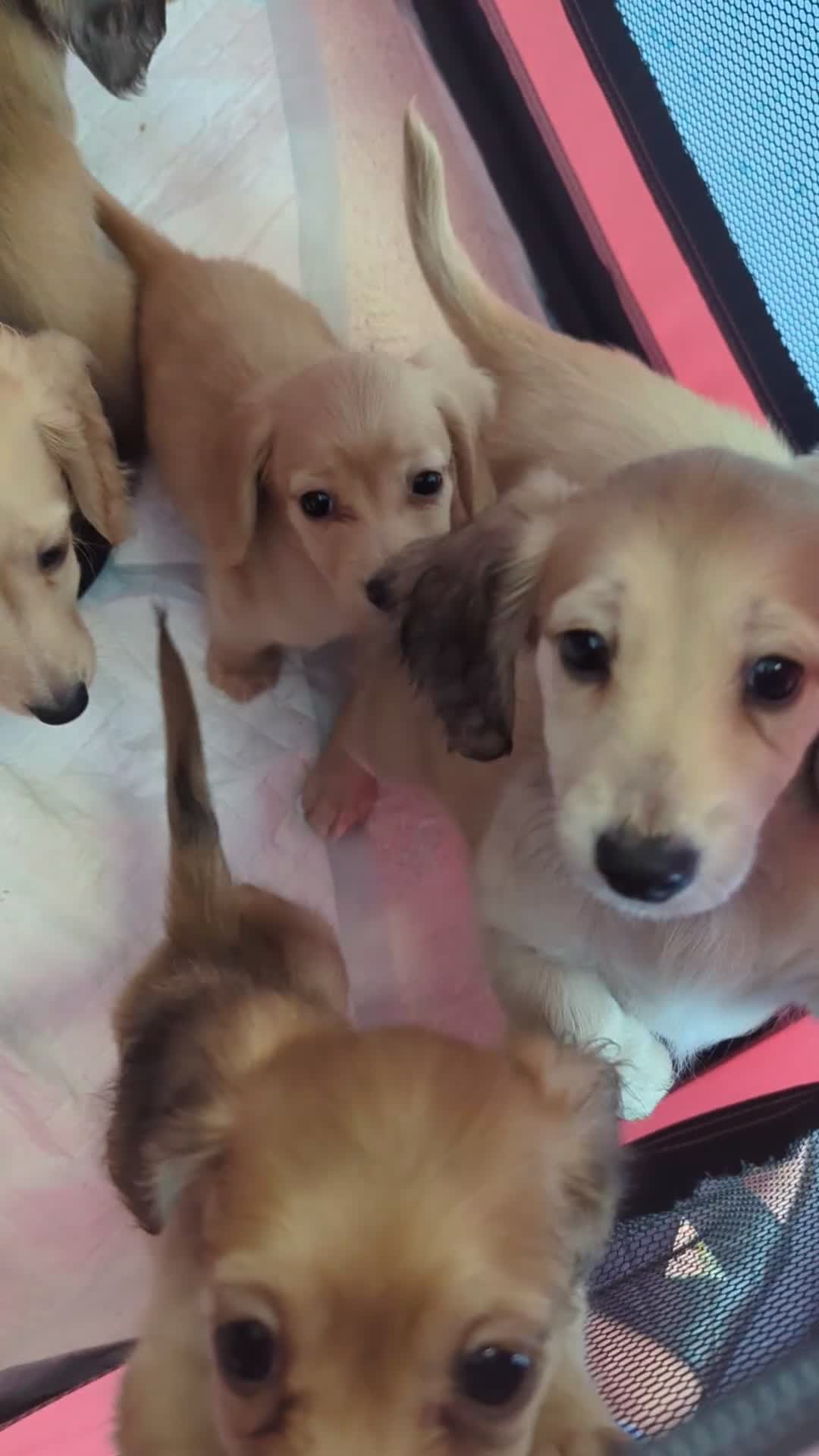 Dachshund dogs for sale: Ready now 🏡Long haired miniature Dachshunds  - Video 2
