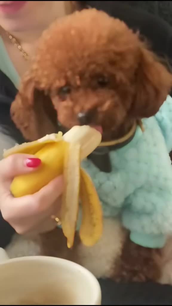 Toy Poodle dogs for stud: 👑 One-in-a-Million red Asian Toy Poodle Stud 👑 - Video 1