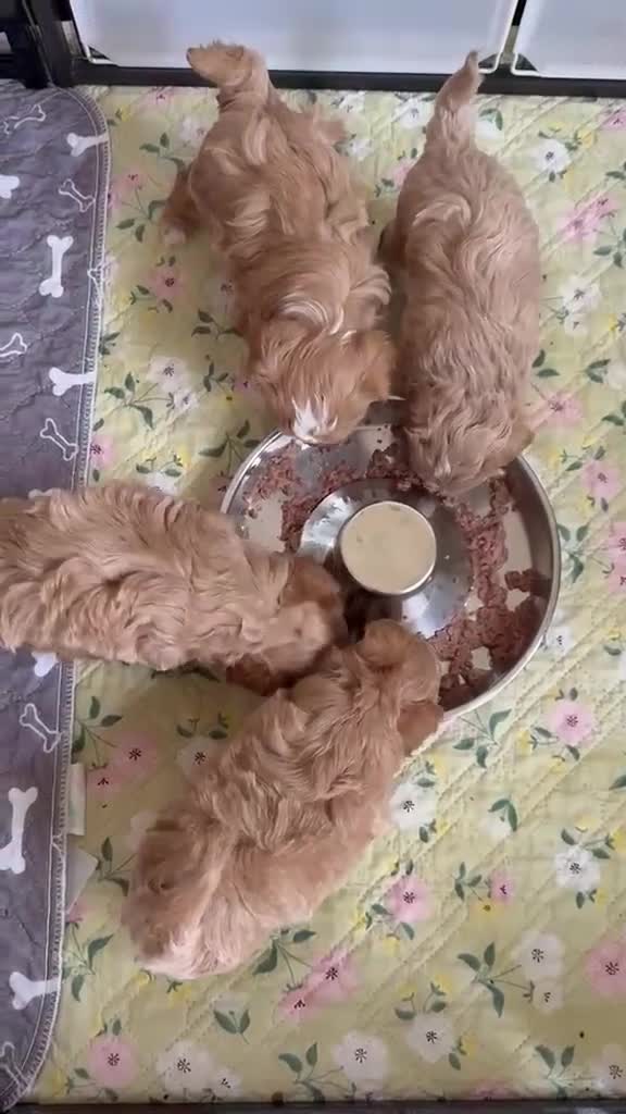 Maltipoo dogs for sale: 2 BOY LEFT RARE Tiny F1B Maltipoo Puppies 5 Weeks - Video 1