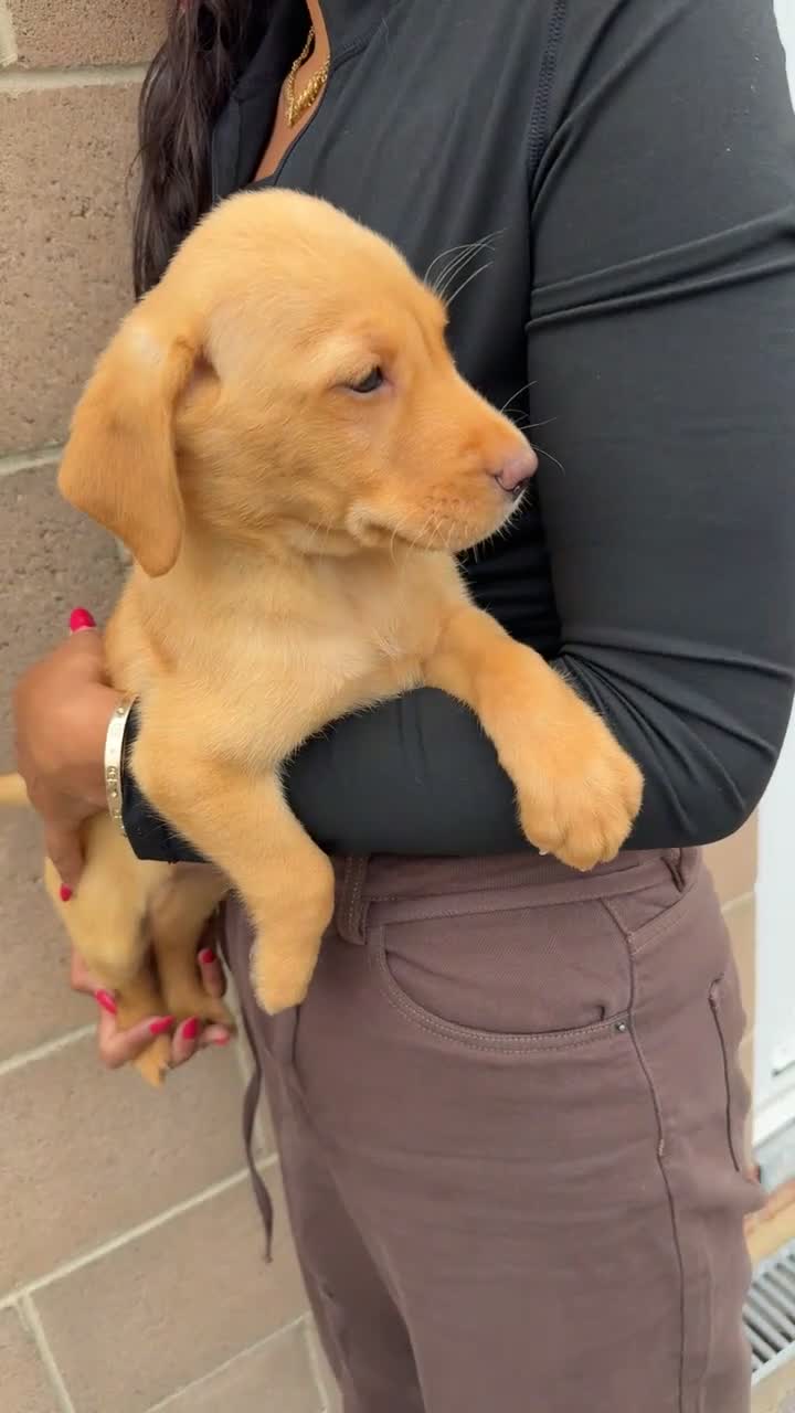 Labrador Retriever dogs for sale: Eight beautiful Labrador puppies  in Westbury - Video 4