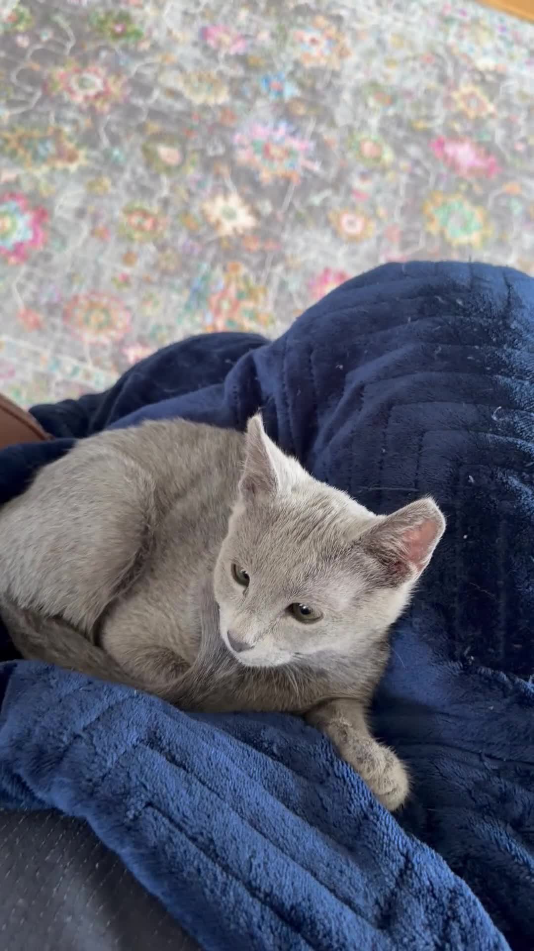 Russian Blue cats for sale: Adorable Russian blue kitten champion bloodline - Video 2