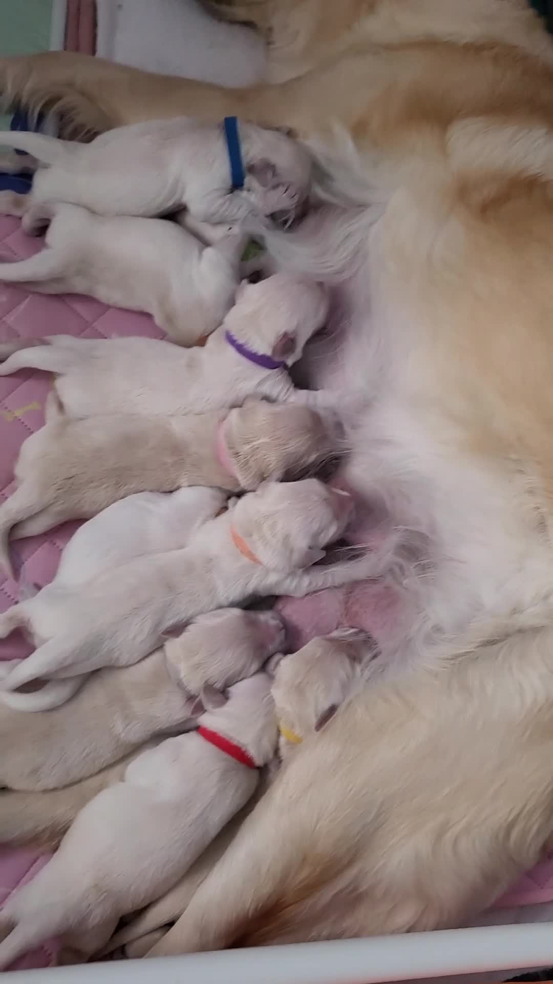 Golden Retriever dogs for sale: Stunning Golden Retriever puppies  - Video 1