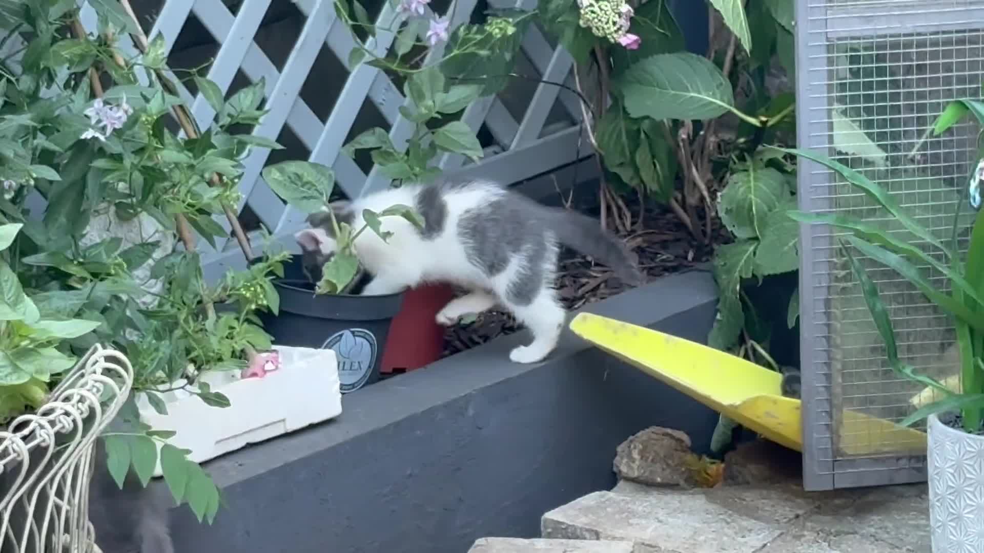 Mixed Breed cats for sale: Ragdoll x gorgeous  - Video 1