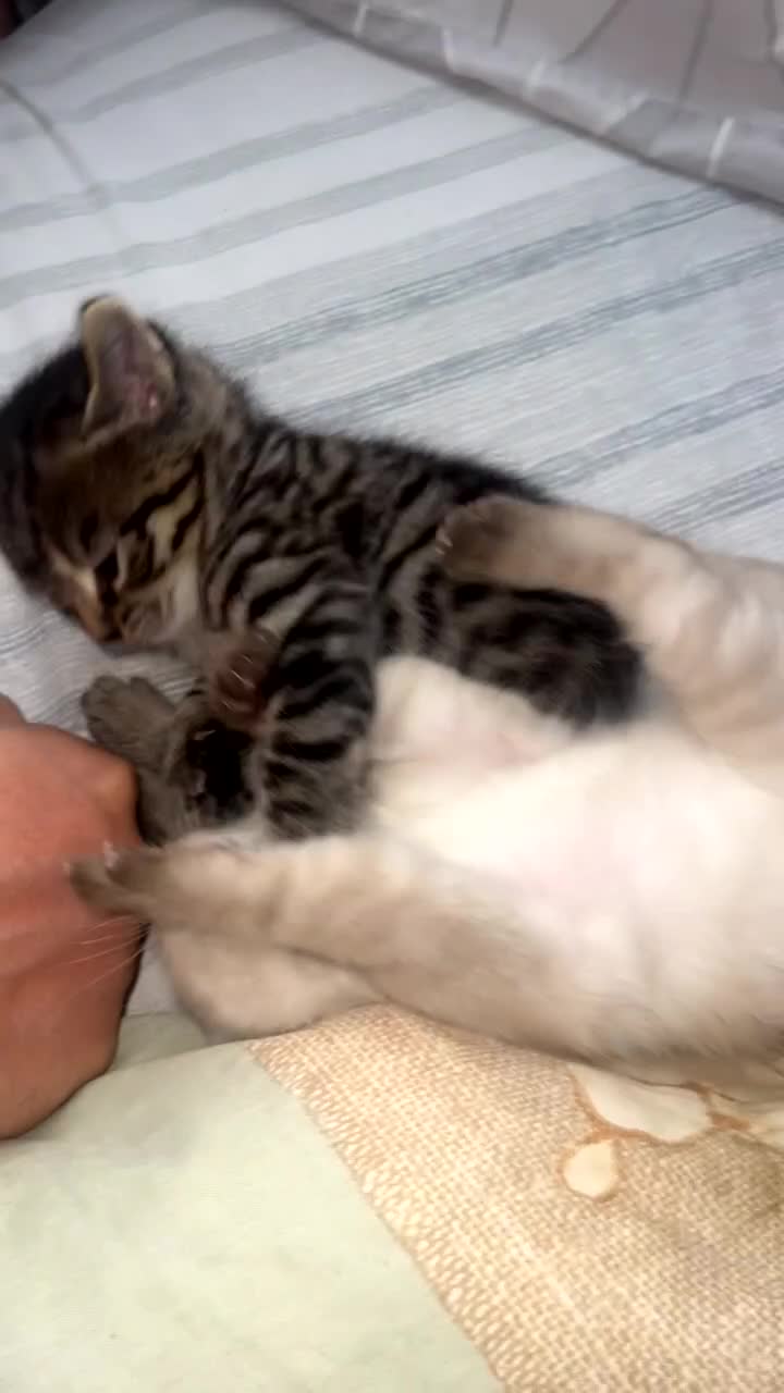 Siamese cats for sale: Mix cats tortoiseshell cat with Siamese cat  - Video 1