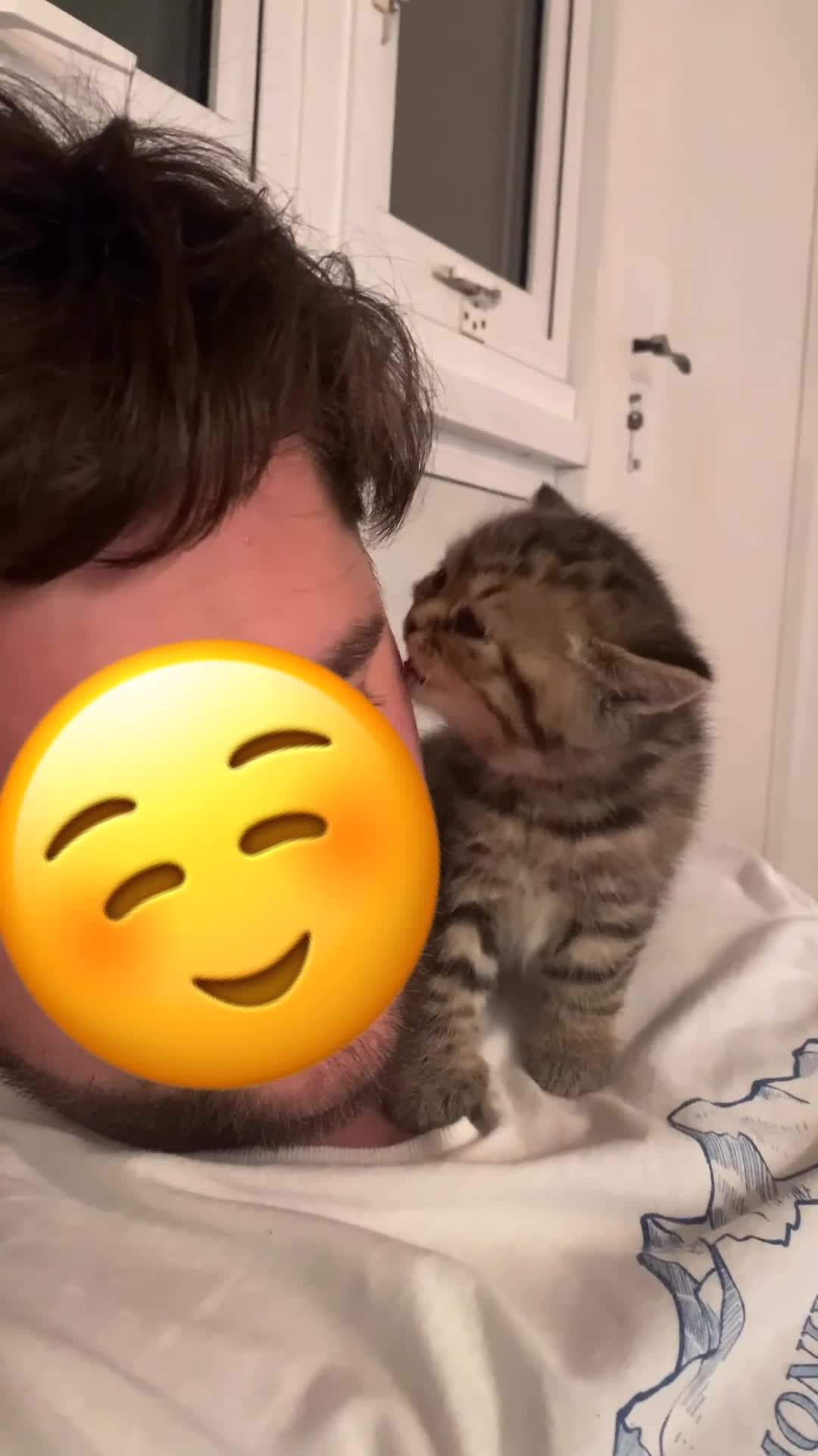 British Shorthair cats for sale: Pedigree tabby British shorthair lilac chocolate  - Video 5