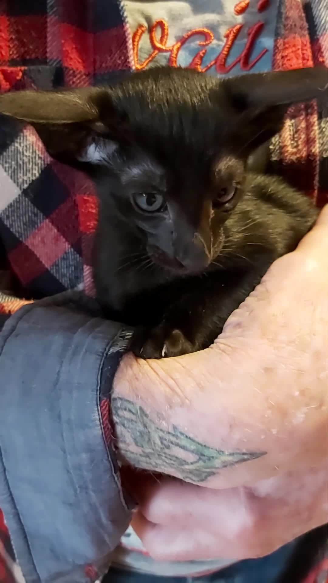 Oriental cats for sale: FULL Pedigree Oriental XL size ears GCCF - Video 1