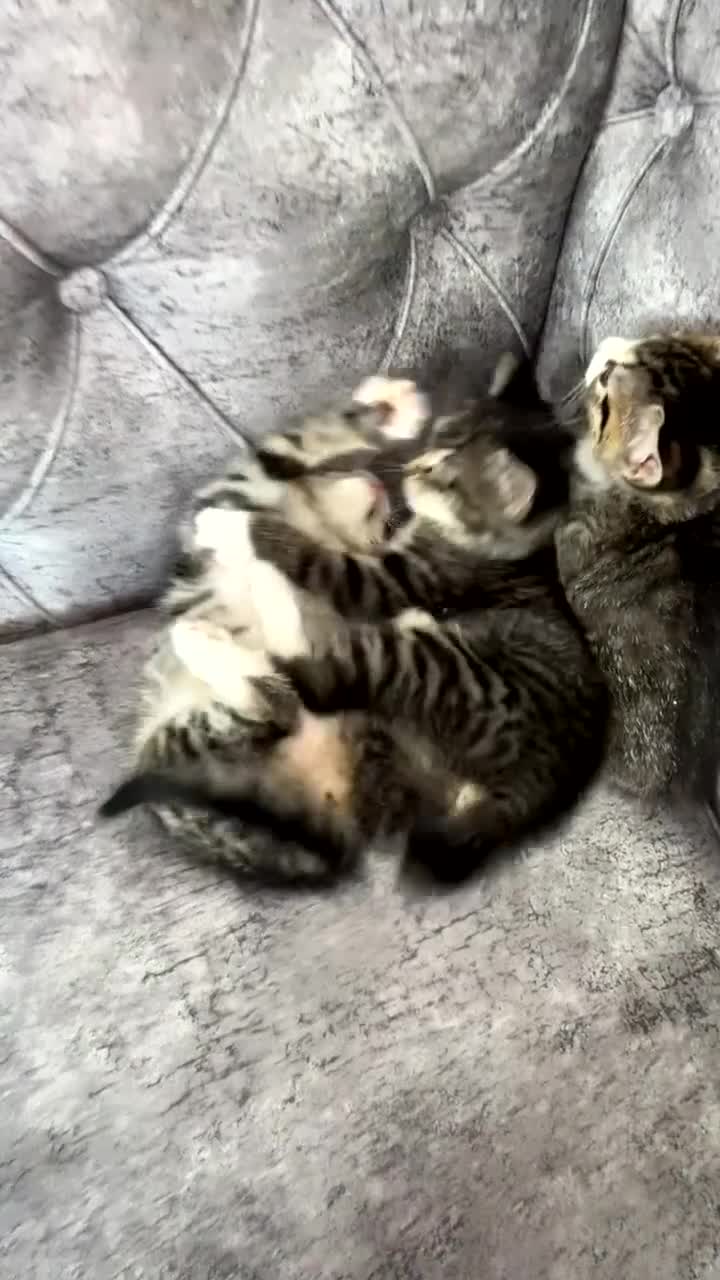 Domestic Shorthair cats for sale: Classic golden tabby kittens Full breed - Video 1