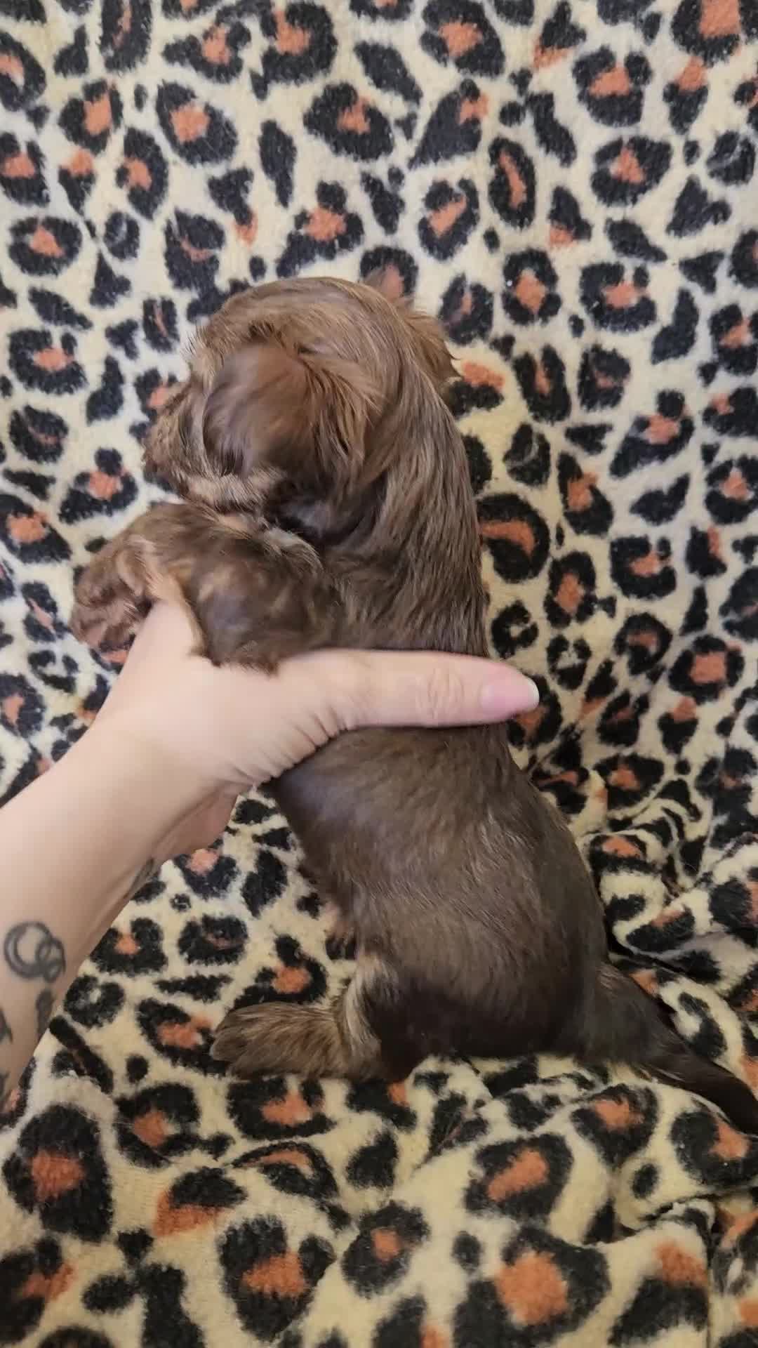 Yorkshire Terrier dogs for sale: 🩷 1 Toy girl 🩷DNA tested parents 2 girls 3 boys  - Video 3