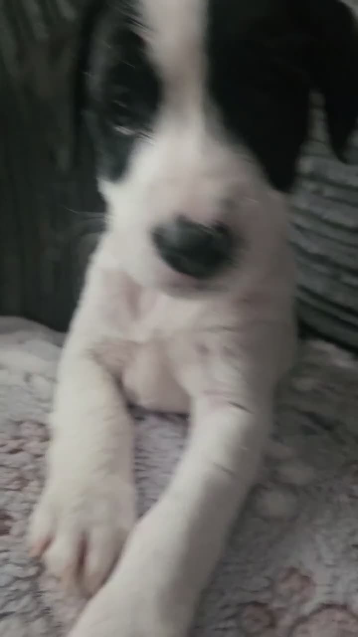 Mixed Breed dogs for sale: Adorable jackapoo jack russel x cockapoo puppies. in Oxford - Video 1