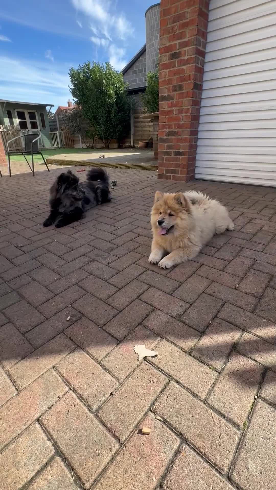 Chow Chow dogs for sale:  🐾 LAST TWO Ready to go STUNNING GIRL chow chows* - Video 4