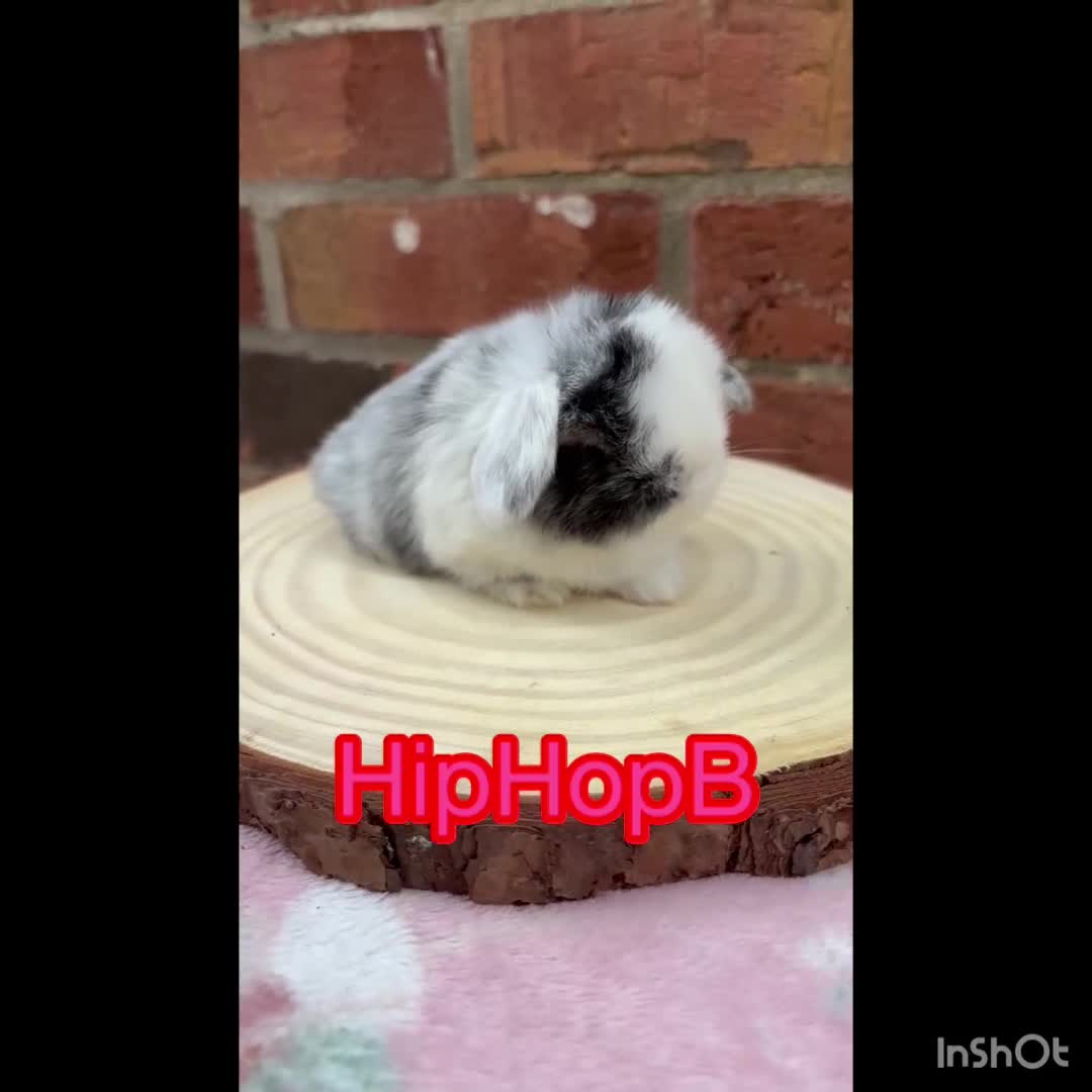 Mini Lop rabbits for sale: Pure bred pedigreed mini lops  in Leeds - Video 1