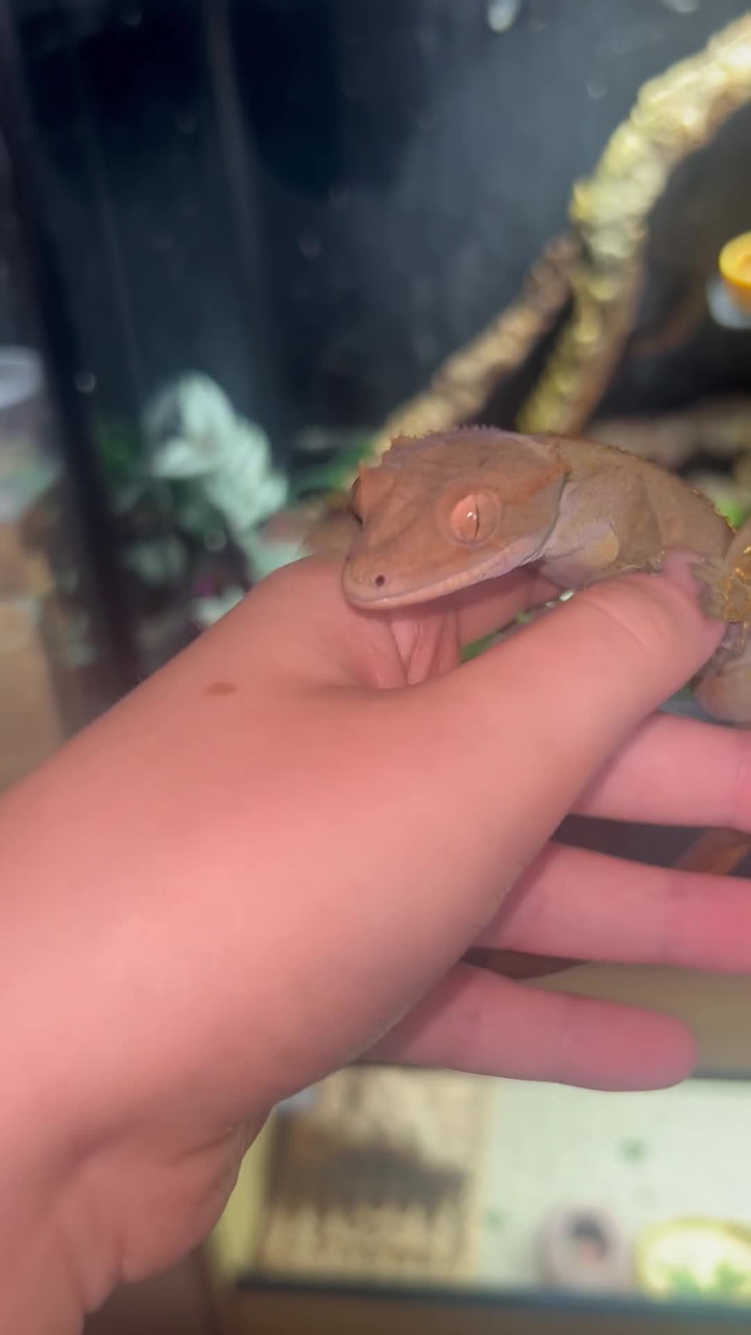 Gecko reptiles for sale: 2 adult crested geckos  - Video 1