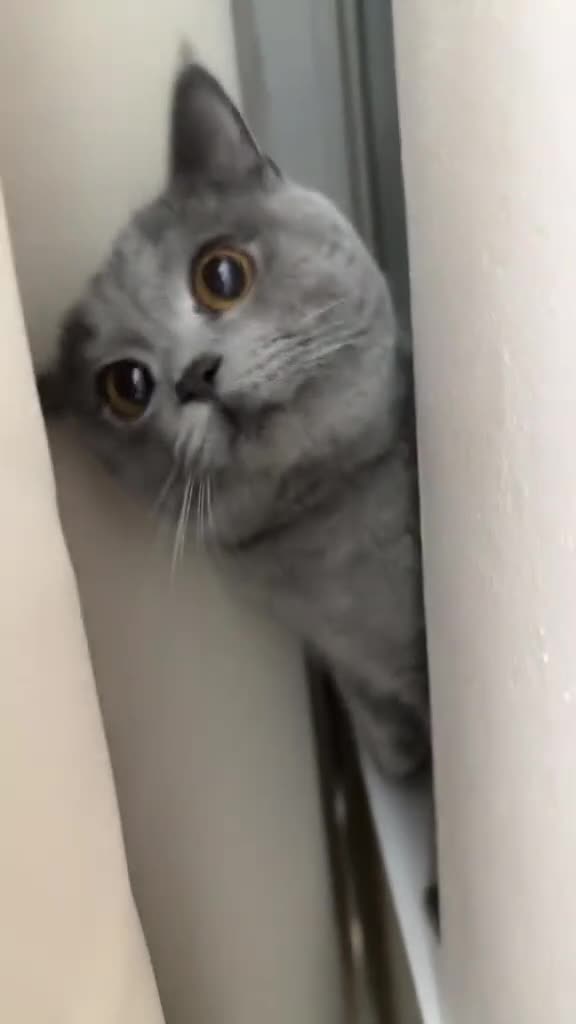 British Shorthair cats for sale: British short hair  - Video 2