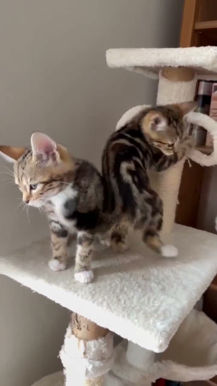 Mixed Breed cats for sale: Half Bengal Kittens - Video 1