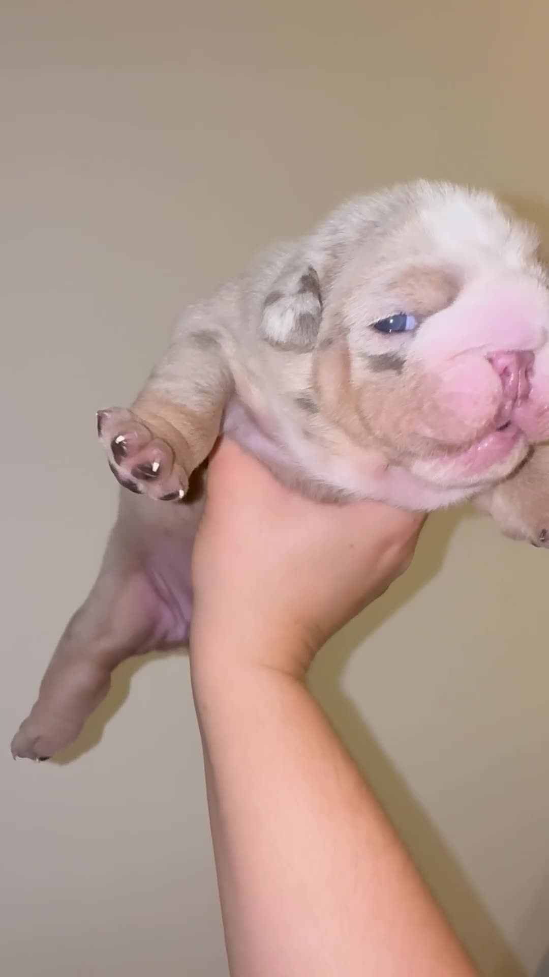 English Bulldog dogs for sale: Beautiful Lilac Tri English Bulldogs - Video 1