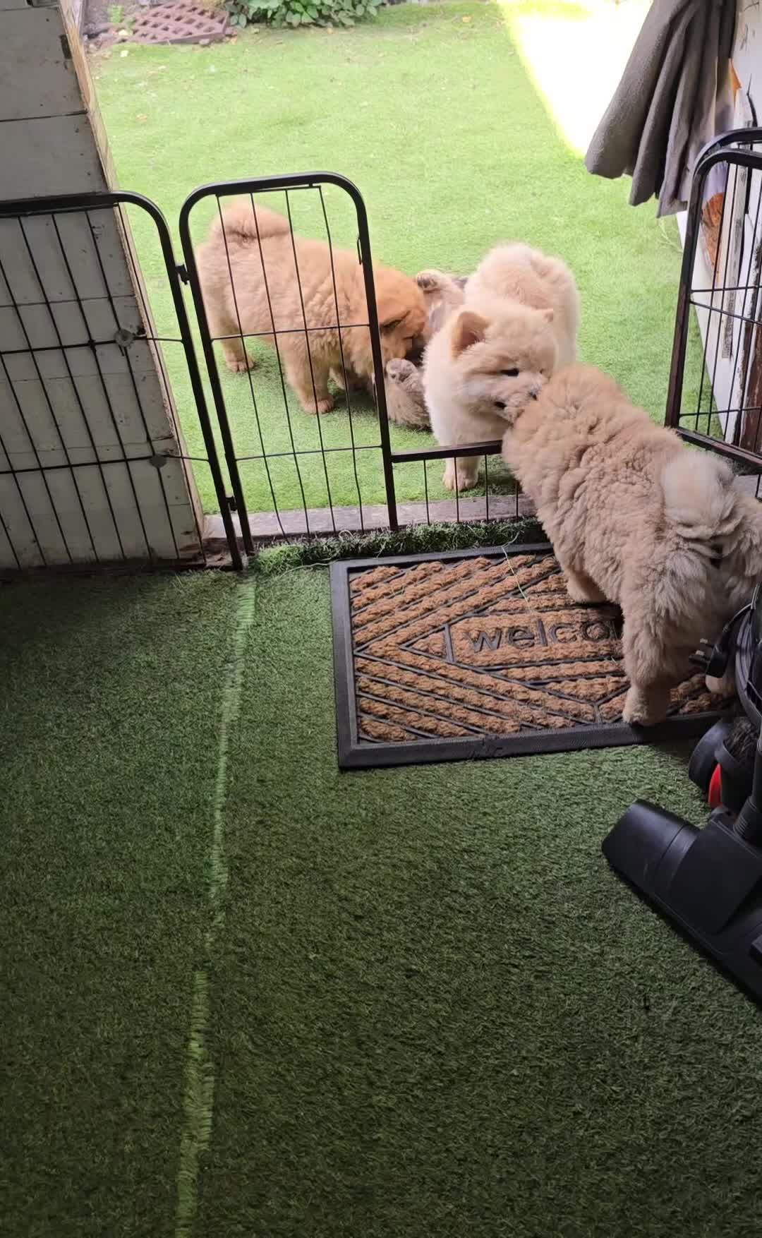 Chow Chow dogs for sale: QUALITY KC CHOWCHOW PUPPIES  in Wolverhampton - Video 5