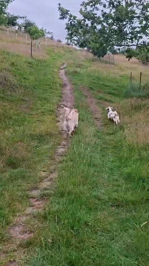 Mixed Breed dogs for adoption: Klara 🩷 in Macclesfield - Video 4