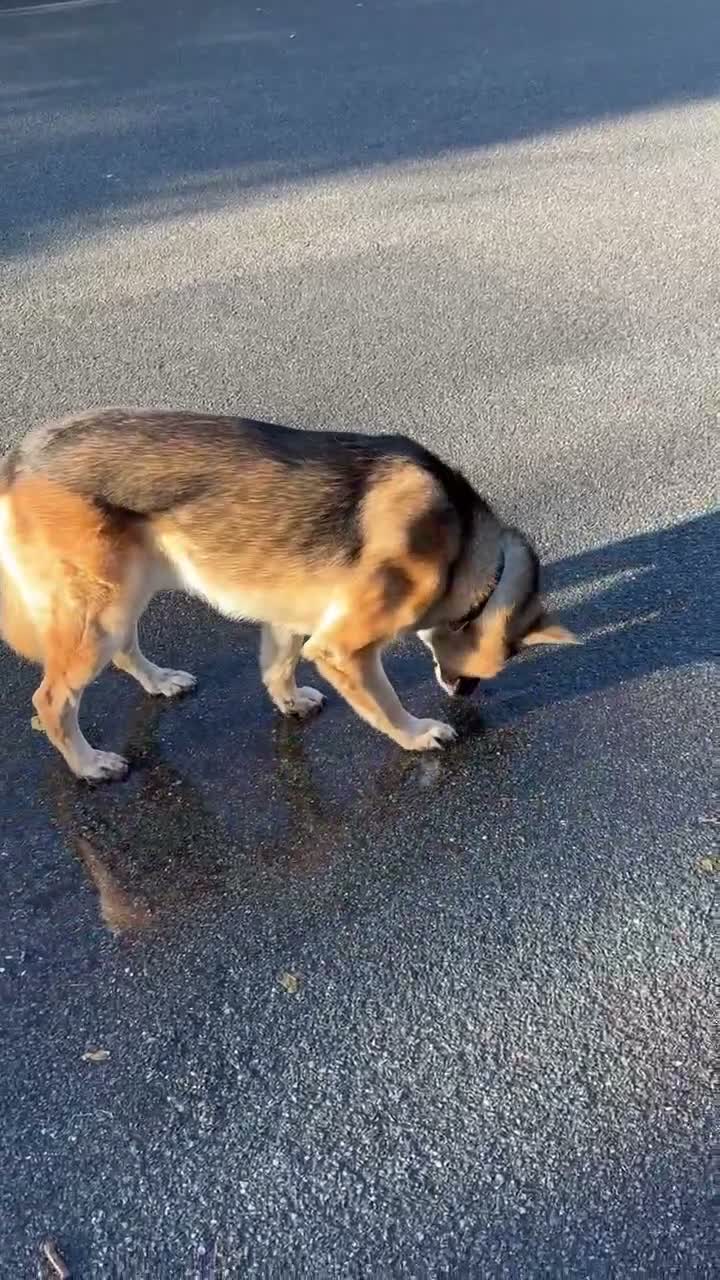 Mixed Breed dogs for sale: 2 Year Old German Shepard/Akita Mix  in London - Video 1