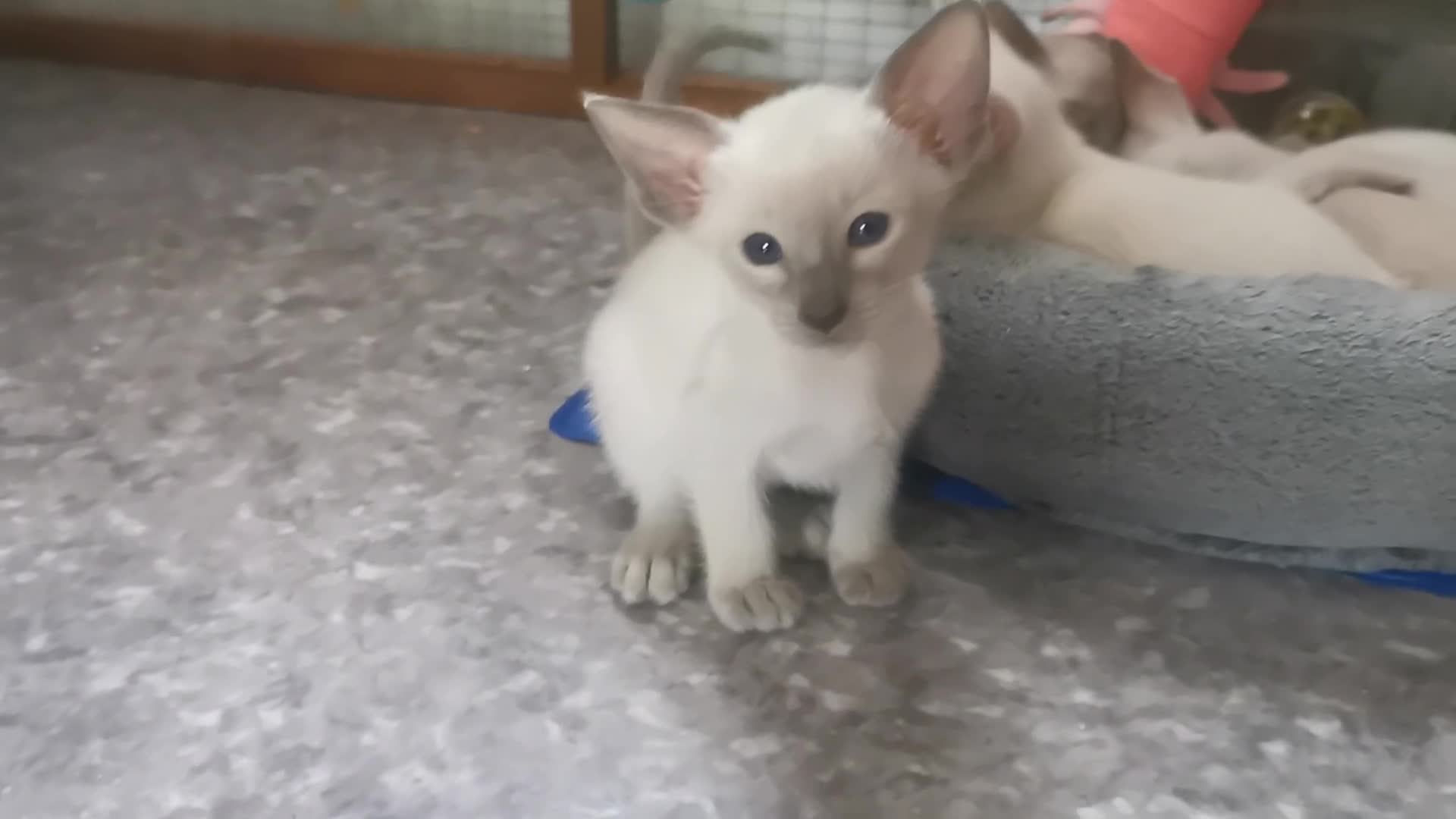 Siamese cats for sale: Siamese Kittens for sale - Video 1