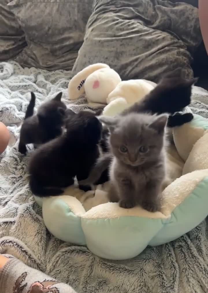 British Shorthair cats for sale: British short hair kittens  - Video 1
