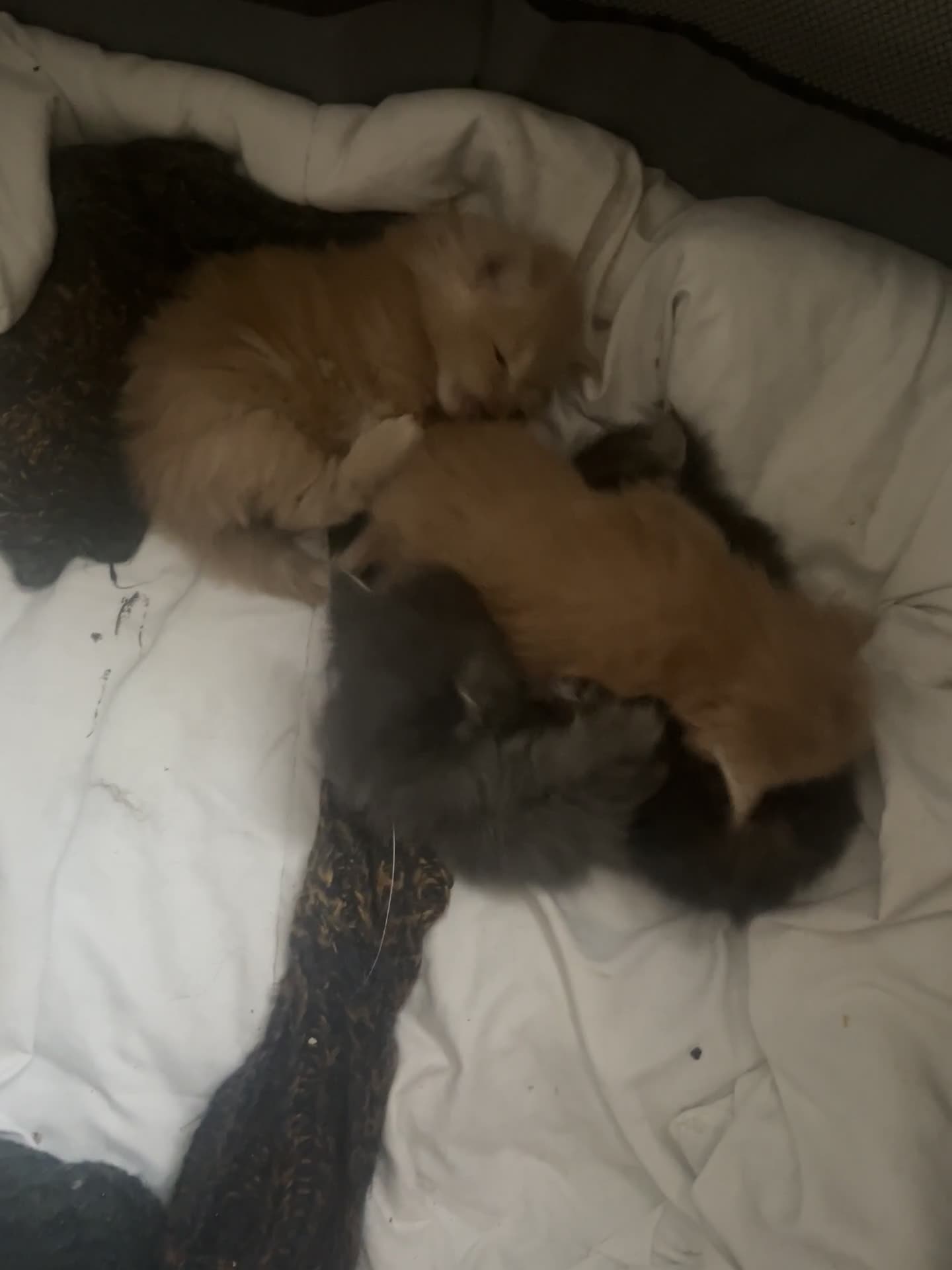 Maine Coon cats for sale: Last 2 boys left   - Video 1