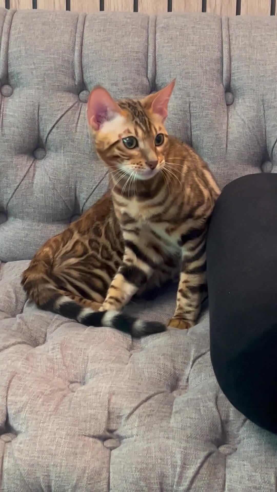 Bengal cats for sale: Bengal kitten with gorgeous patterns  - Video 1
