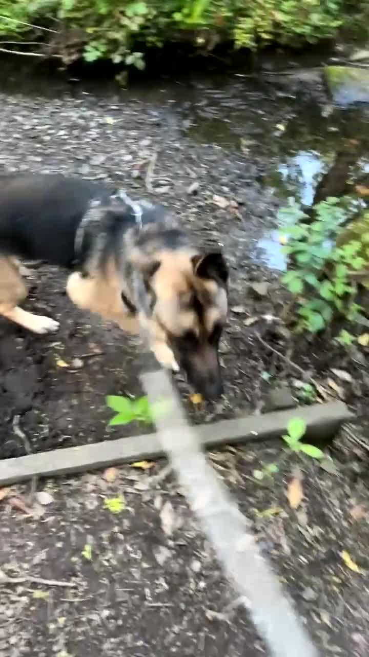 Mixed Breed dogs for sale: Gorgeous Max the German Shepherd  - Video 1