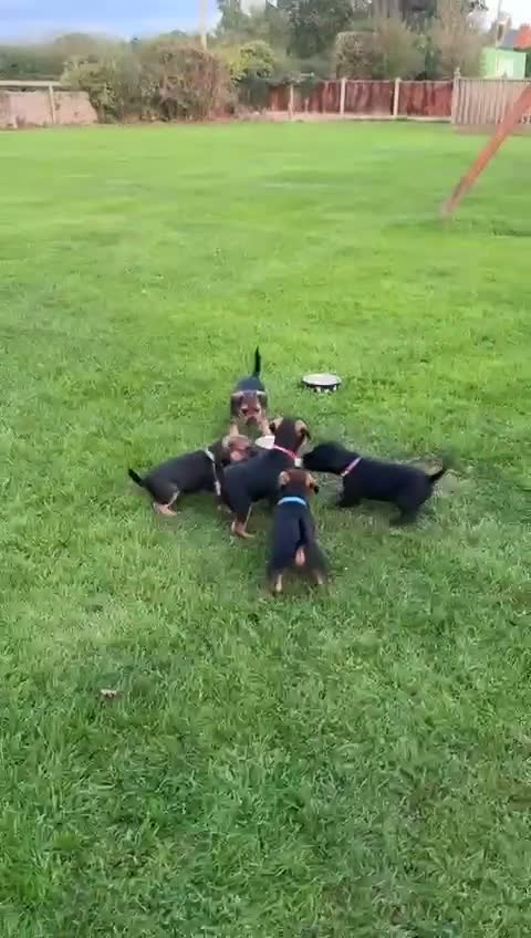 Mixed Breed dogs for sale: Border terrier x patterdale - Video 1