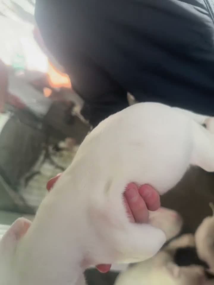 American Bulldog dogs for sale: American bulldogs looking for their forever home  in Stockton-on-Tees - Video 1
