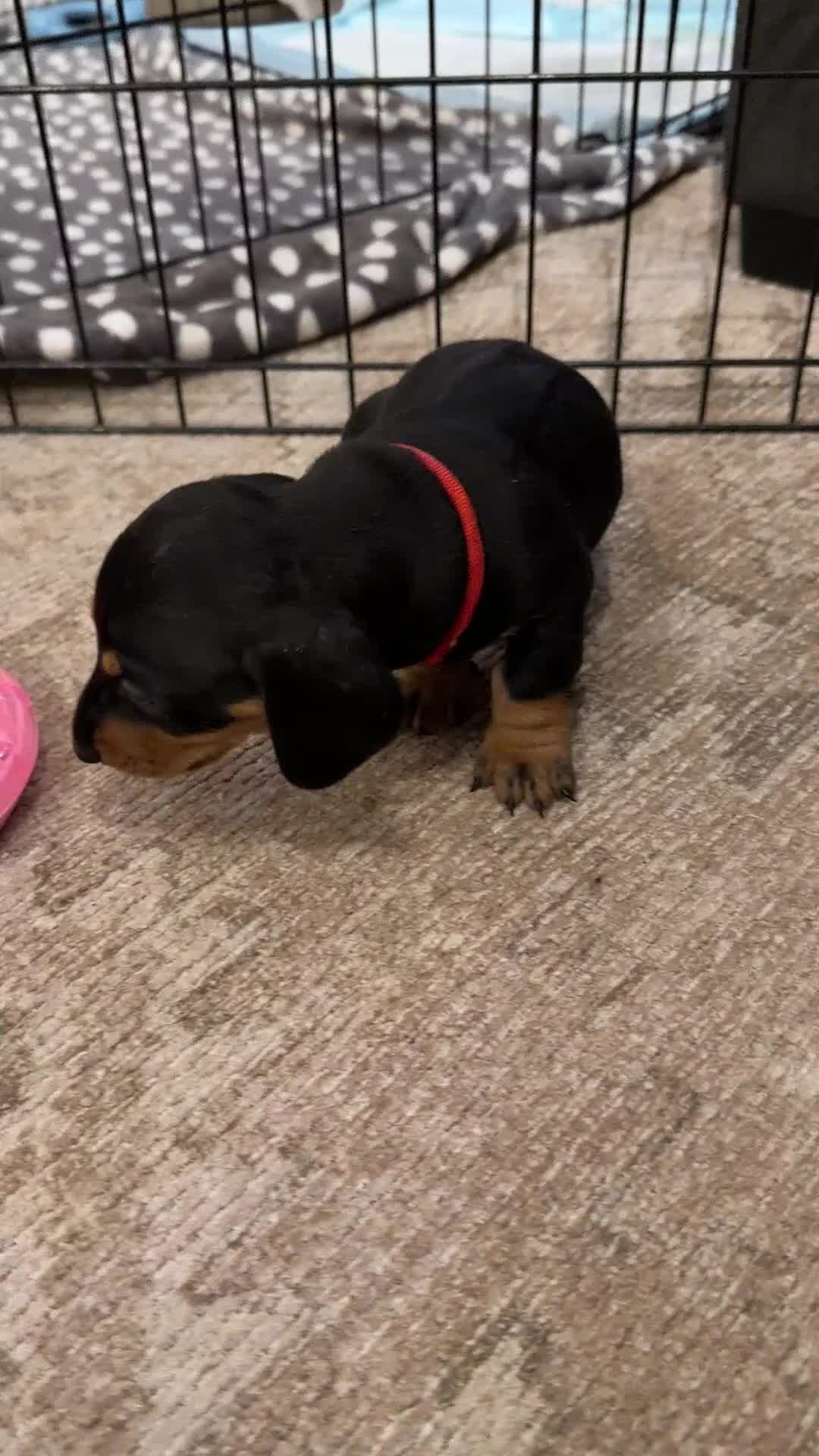 Dachshund dogs for sale: Dachshund Puppies - Ready to reserve - Video 1