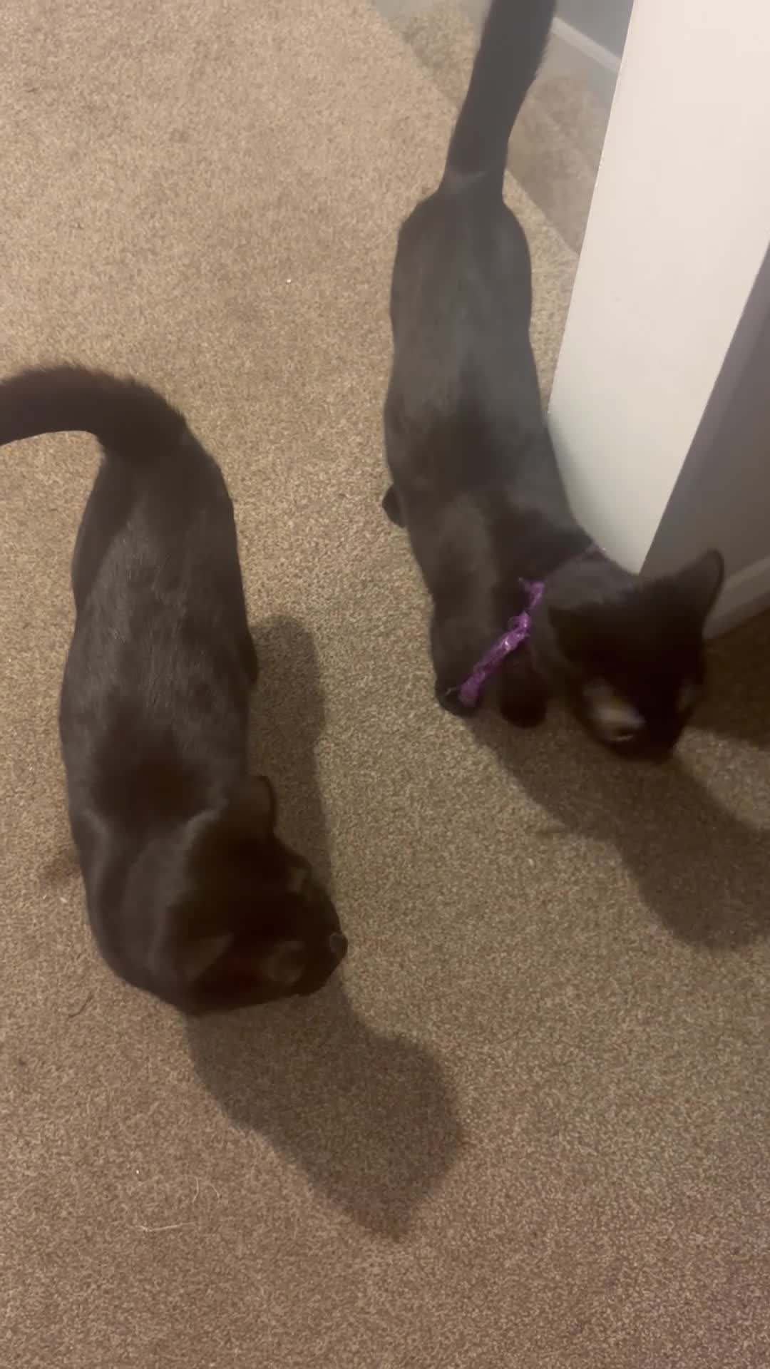 Mixed Breed cats for sale: Rosie & daisy  - Video 1