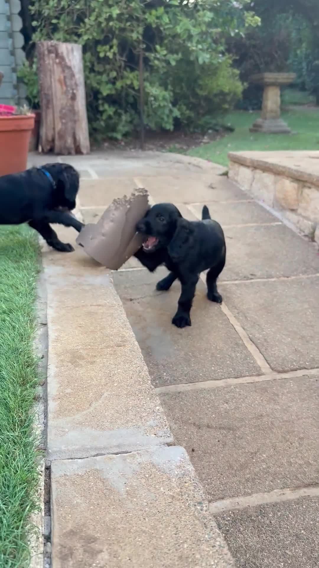 Cocker Spaniel dogs for sale: Working Cocker Spaniel - Video 3