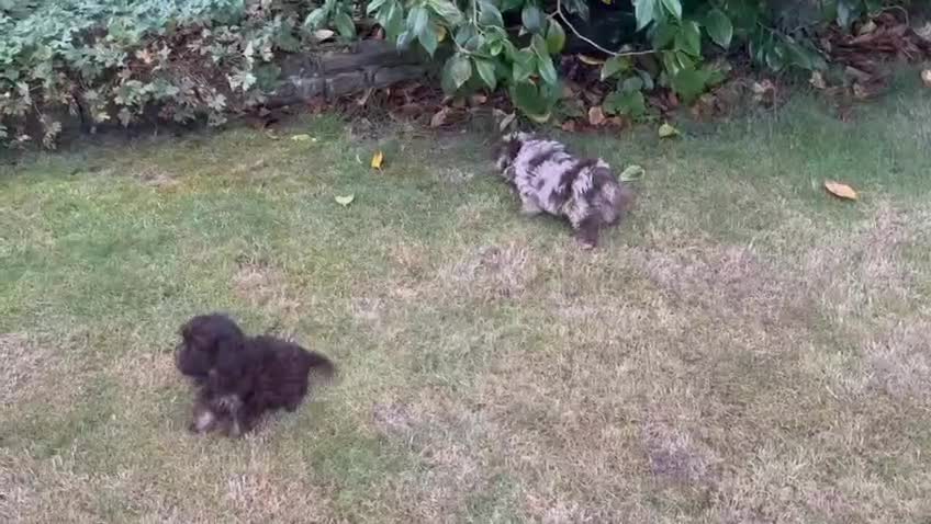 Shihpoo dogs for sale: Beautiful Chocolate & Tan Girl Ready Next Week  - Video 4