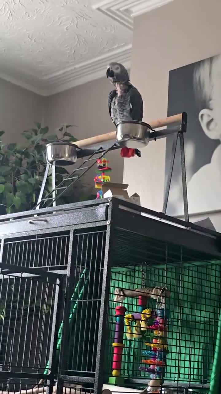 Parrots birds for sale: African grey parrot - Video 2