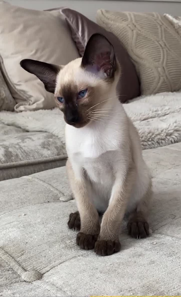 Oriental cats for sale: Male Chocolate point  - Video 1