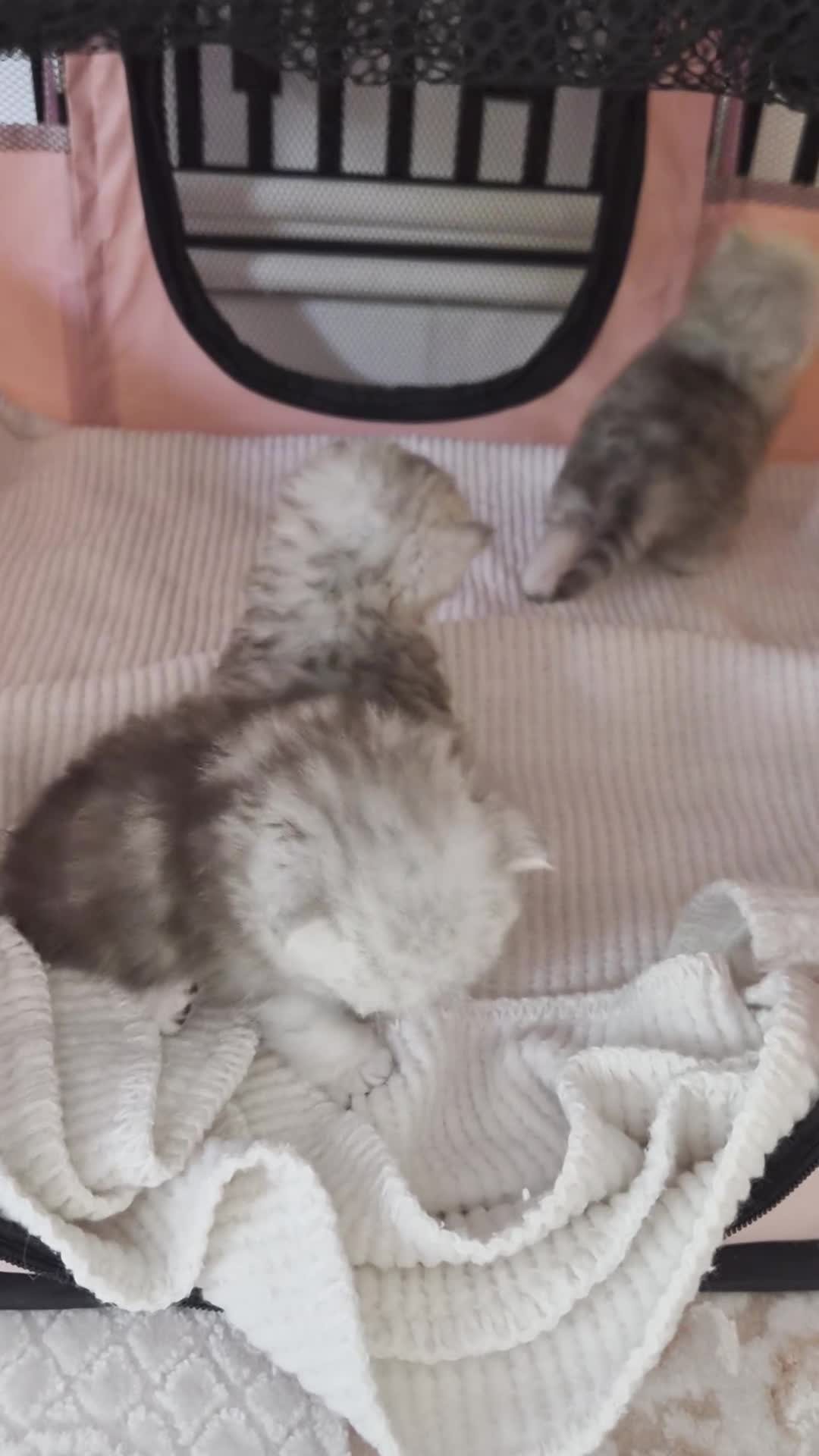 Persian cats for sale: Pure Persian silver chinchilla - Video 1