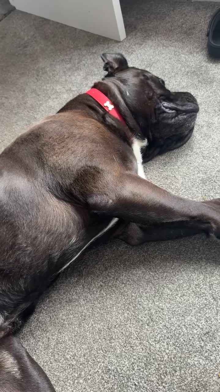 Cane Corso dogs for sale: Beautiful cane corso protection trained - Video 1